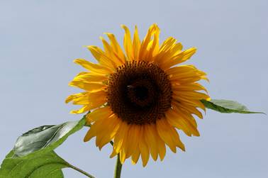 IMG_1734